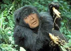 image\gorilla.jpg